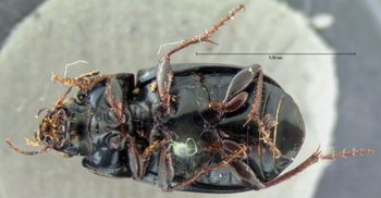Media type: image;   Entomology 5684 Aspect: habitus ventral view